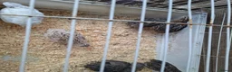 Quail poultry for sale: Coturnix Quails for sale all females - Advert 3