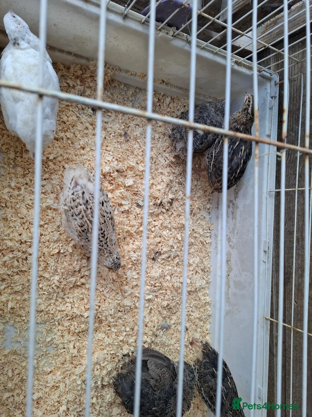 Quail poultry for sale: Coturnix Quails for sale all females - Advert 3