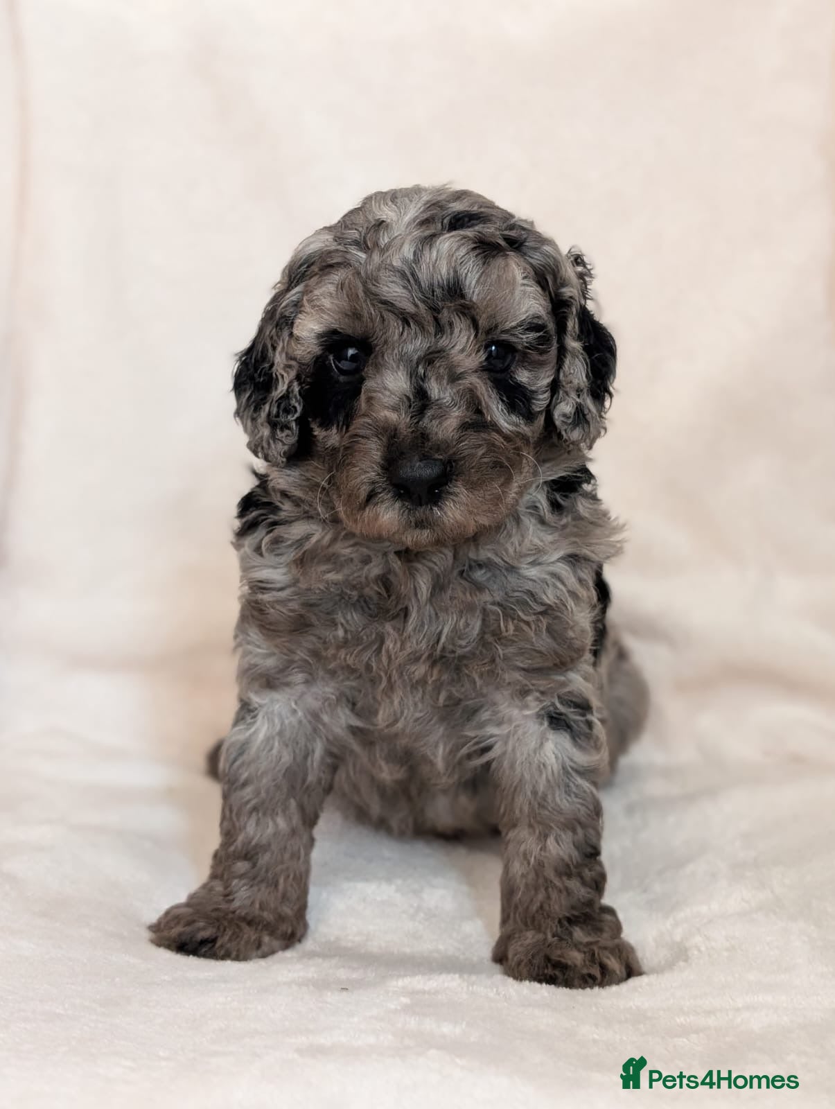 Cavapoo dogs Adorable Cavapoo puppies - Advert 2