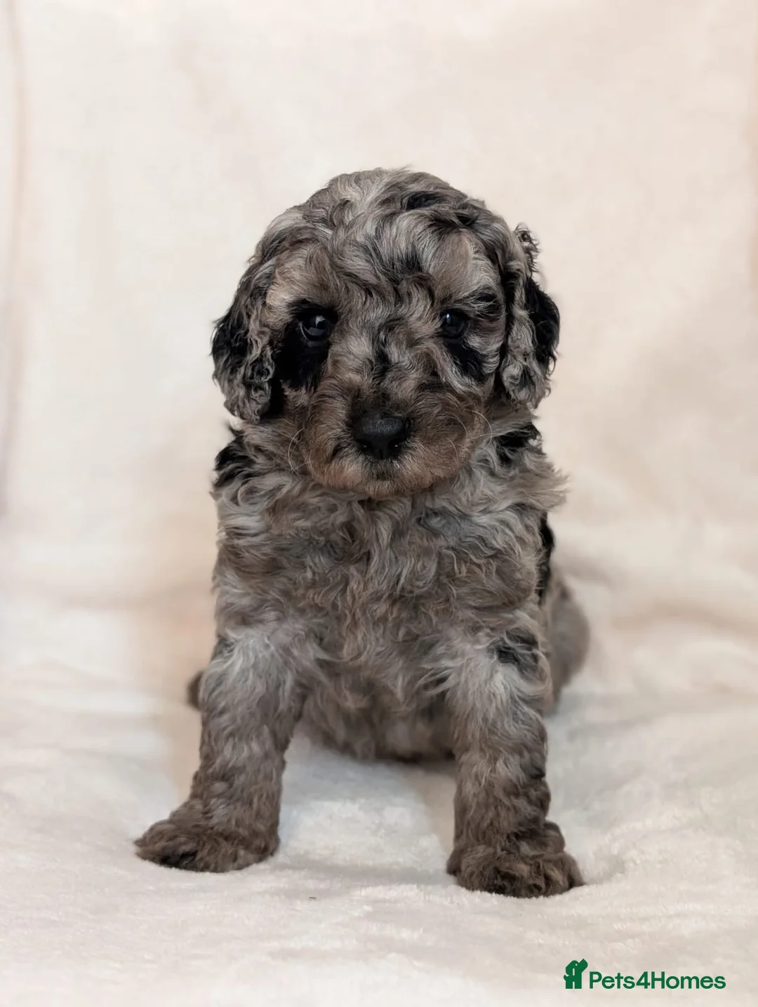Cavapoo dogs for sale: Adorable Cavapoo puppies - Advert 1