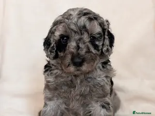 Cavapoo dogs Adorable Cavapoo puppies - Advert 1