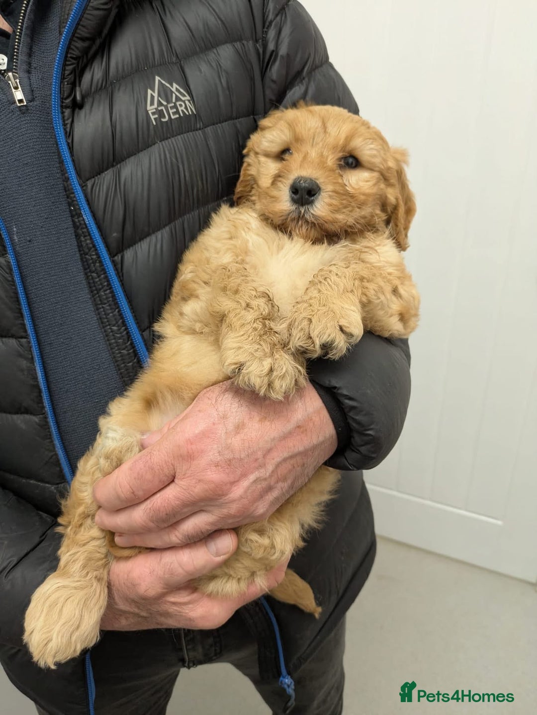 Goldendoodle dogs for sale: Two Stunning Healthy Girl Goldendoodle Puppies  - Advert 7