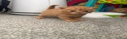 Scottish Fold cats for sale: Scottish fold kittens in Southend-on-Sea - Advert 5