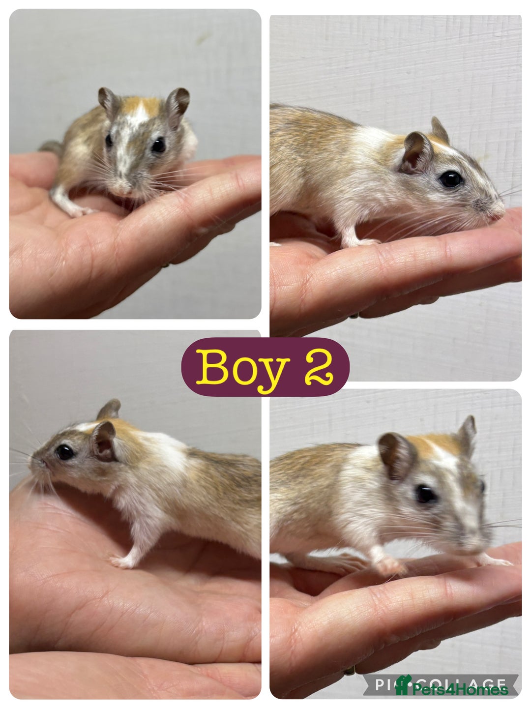 Gerbil rodents for sale: Beautiful friendly baby gerbils  - Image 2