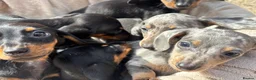 Miniature Dachshund dogs for sale: Miniature dachshunds - Advert 32