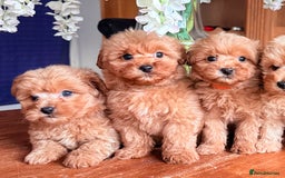 Cairn Terrier dogs for sale: STUNNING F1 cairn-oodle puppies  - Image 23
