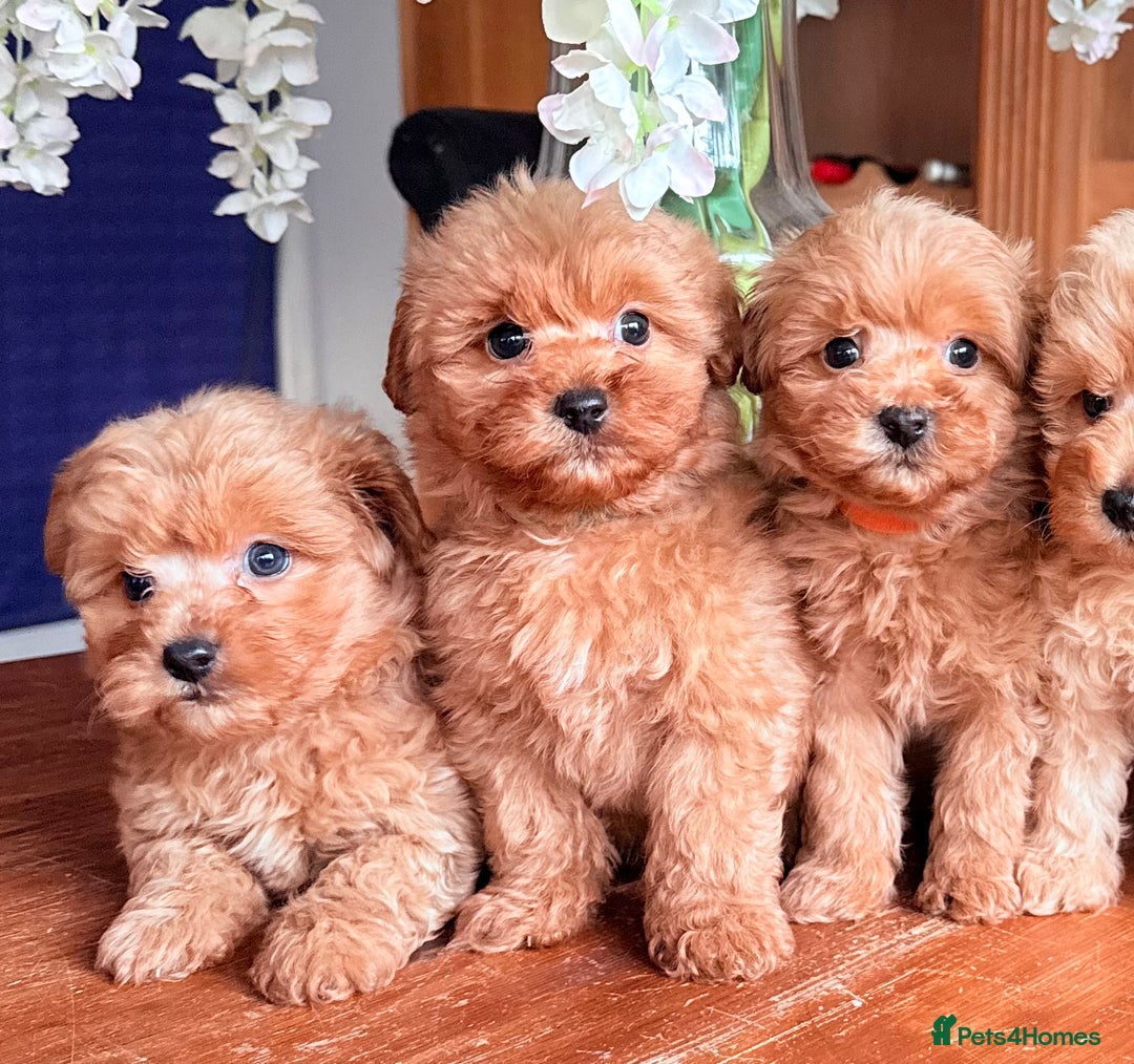 Cairn Terrier dogs for sale: STUNNING F1 cairn-oodle puppies  - Image 23