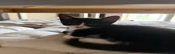 Mixed Breed cats for sale: Black and white girl and Tiger girl - Advert 11