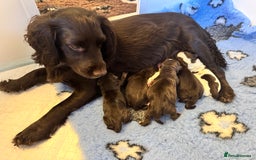 Cocker Spaniel dogs for sale: Working cocker spaniels  - Image 9