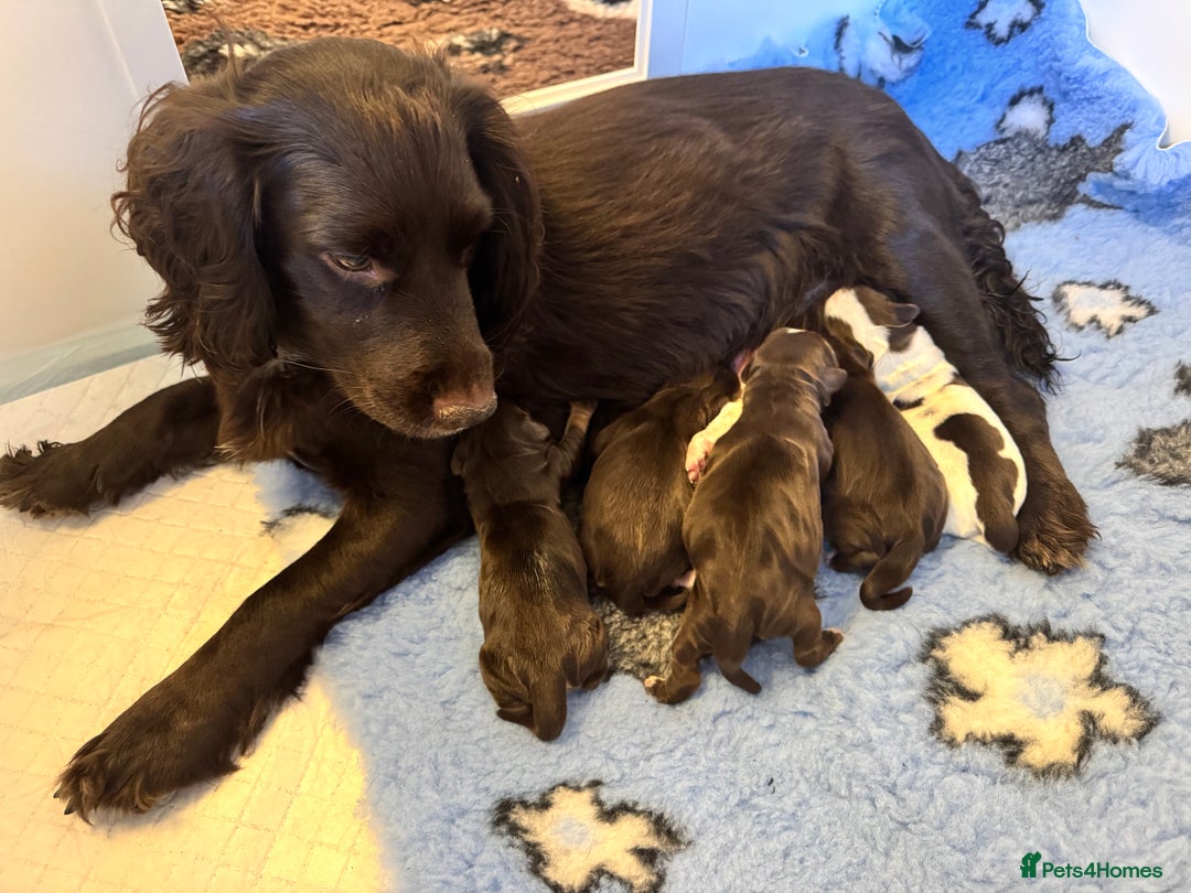 Cocker Spaniel dogs for sale: Working cocker spaniels  - Image 9