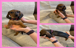 Dachshund dogs for sale: Standard dachshund puppies in Crawley - Image 9