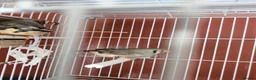 Finches birds for sale: Proven breeding pair of exibition finches - Advert 3