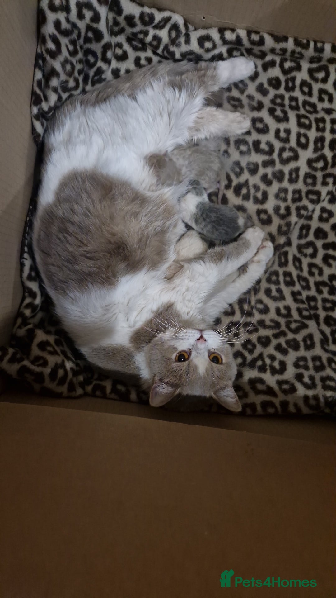 British Shorthair cats for sale: British shorthair and longhair  - Image 13