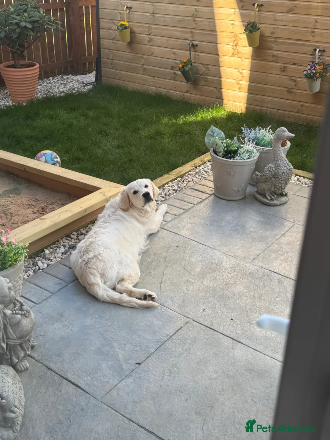 Golden Retriever dogs for sale: Loving home wanted for beautiful golden retriever  in Middlesbrough - Advert 2