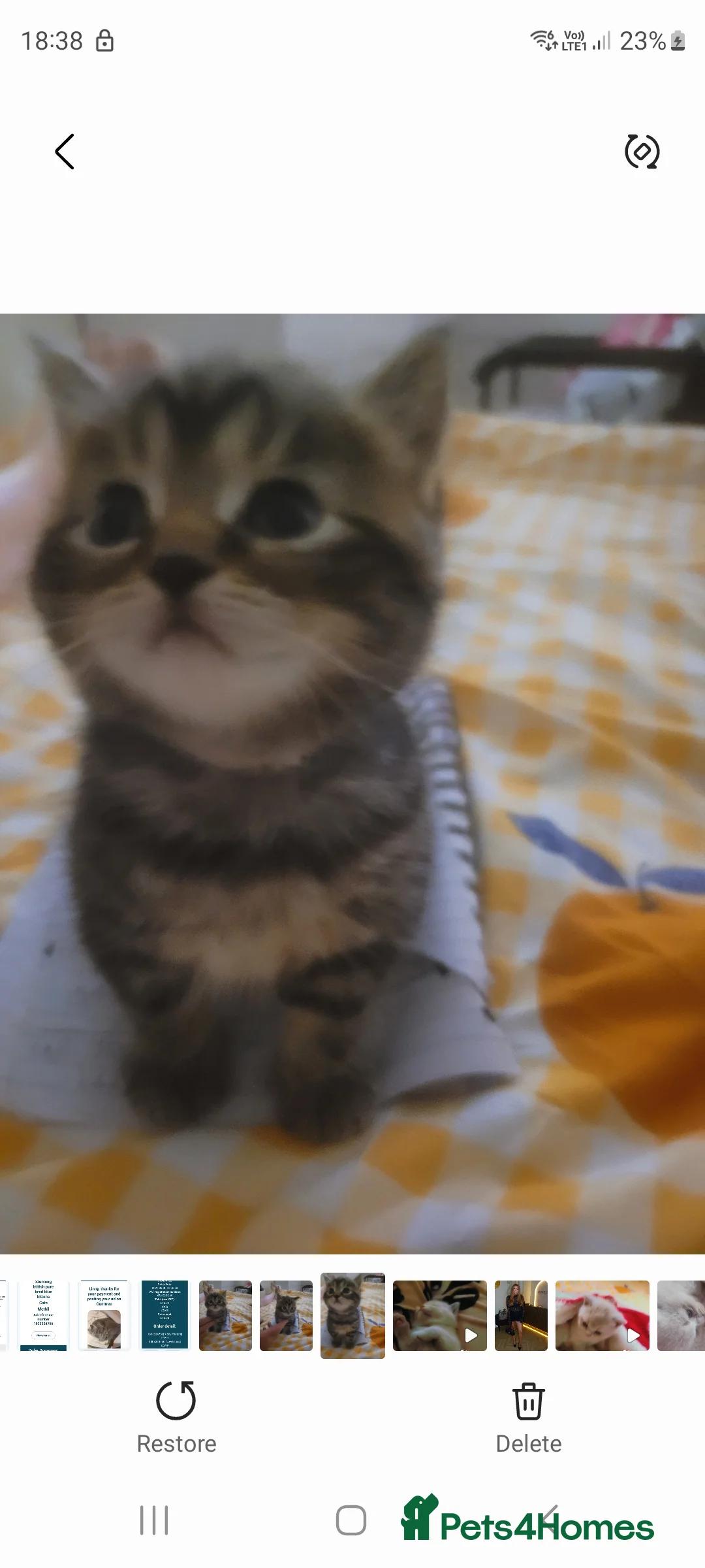 Mixed Breed cats for sale: Tabby British blue kittens  - Advert 13