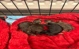 Poochon dogs for sale: Chocolate Phantom Poochon Puppies - Image 4