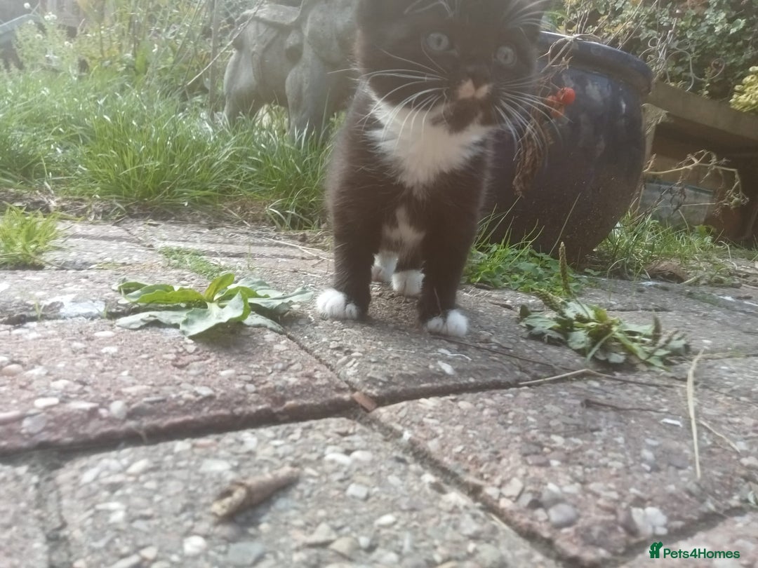 Mixed Breed cats for sale: 4 sweet happy tuxedo kittens - Image 12