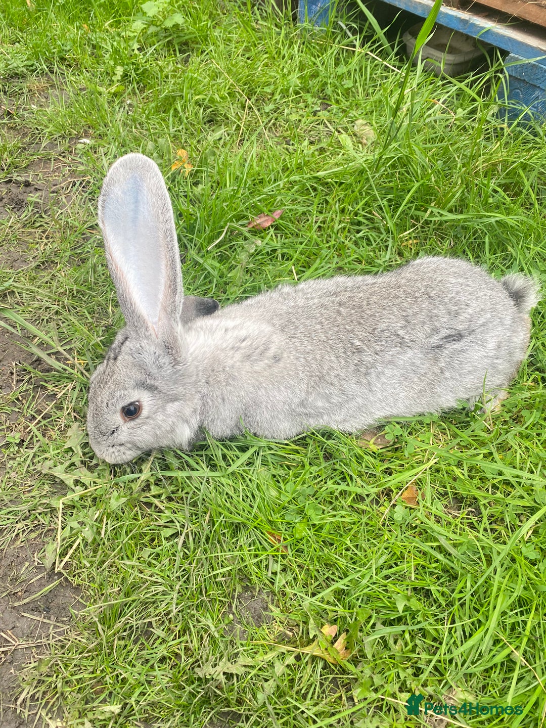 Continental Giant rabbits for sale: Continental Giant Female – 3 Months Old  - Image 3