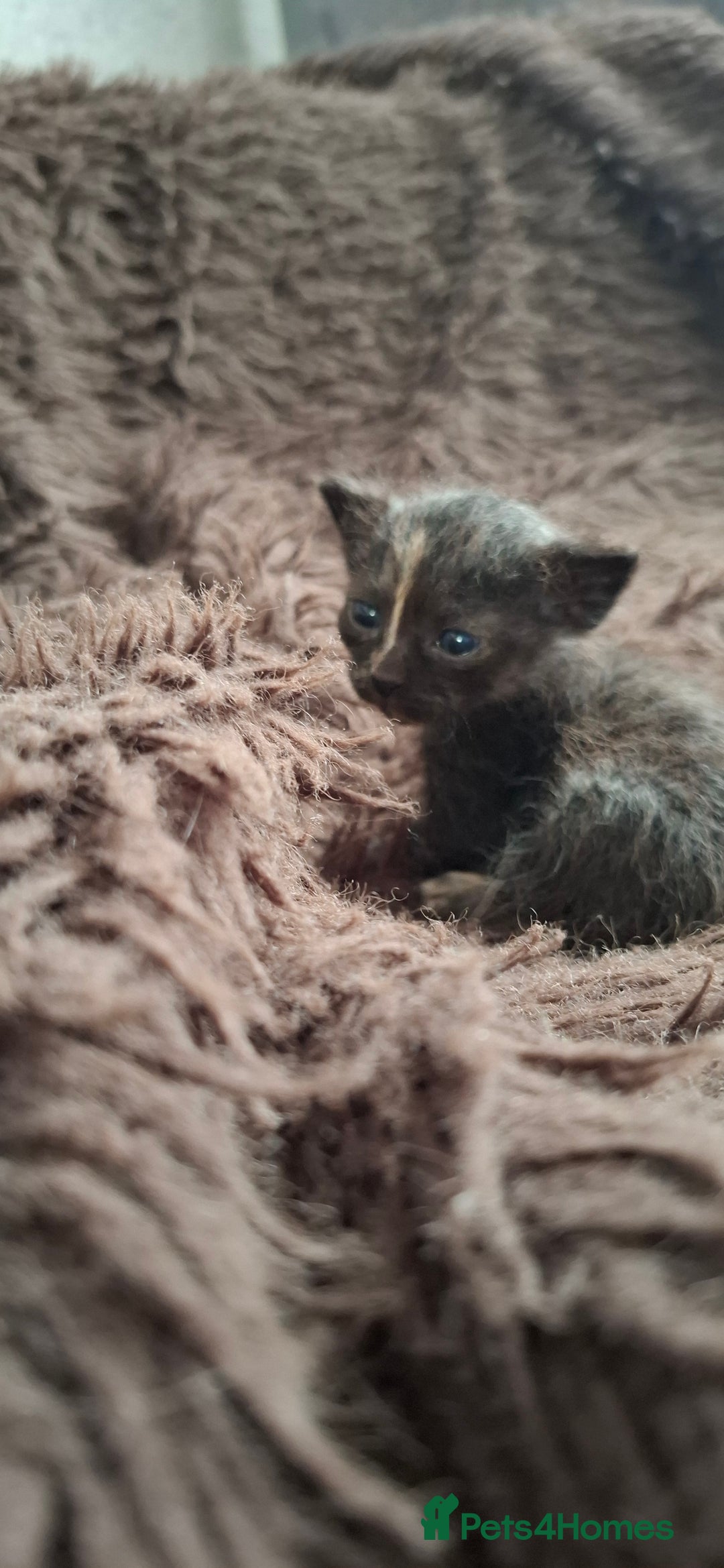 Sphynx cats for sale: Sphynx mix kittens  - Image 3