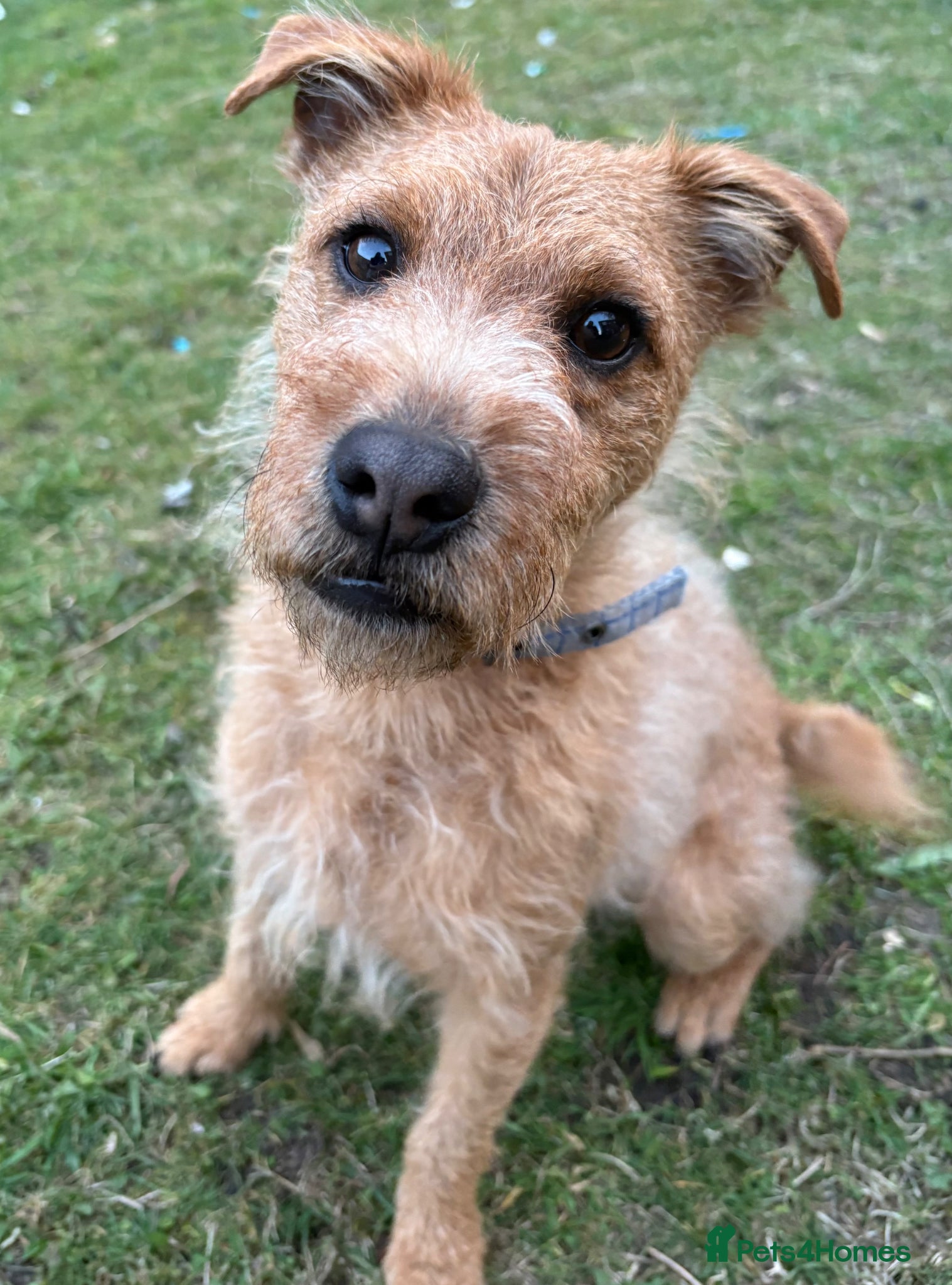 Mixed Breed dogs Lakeland x Patterdale Pup - Advert 1
