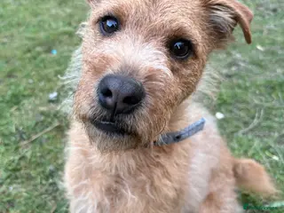 Mixed Breed dogs Lakeland x Patterdale Pup - Advert 1