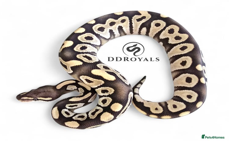 Python Snake reptiles - Advert 6