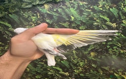 Finches birds for sale: Goldfinch for sale  - Image 19
