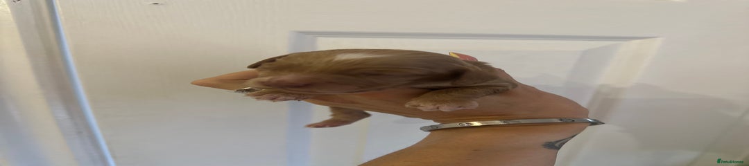 Cockapoo Puppy - Tan