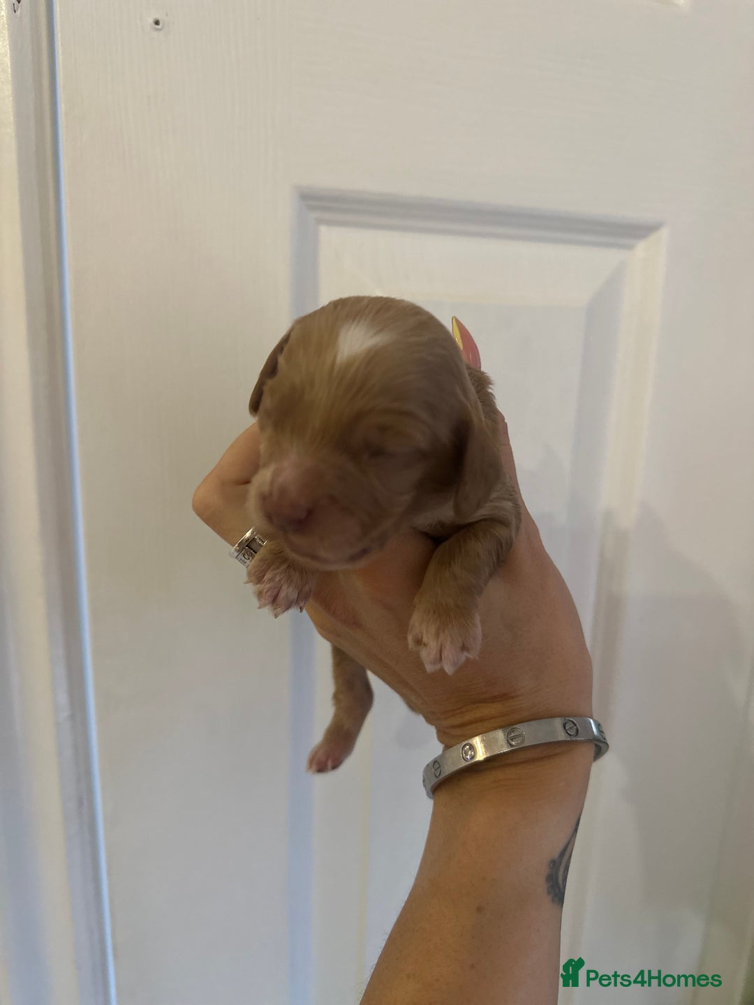 Cockapoo dogs for sale: F1 Cockapoo Puppies - Rainbow litter  - Image 3