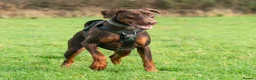 Dobermann dogs for sale: CH & Sport- KC Reg - FULLY HEALTH & Heart - Advert 2