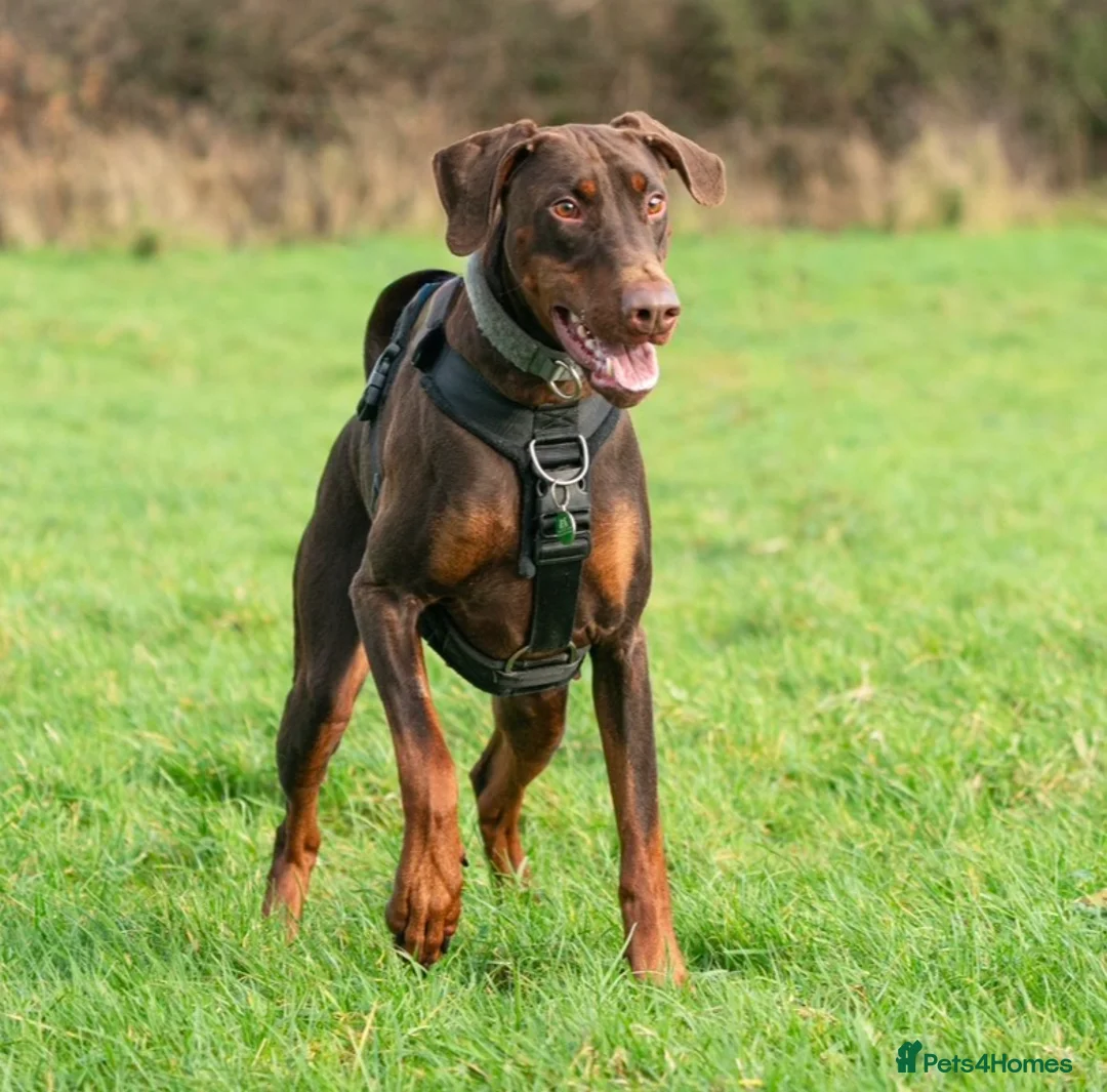 Dobermann dogs for sale: CH & Sport- KC Reg - FULLY HEALTH & Heart - Advert 2
