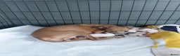 Italian Greyhound dogs for sale: READY TO GO IN 5 DAYS  - Advert 10