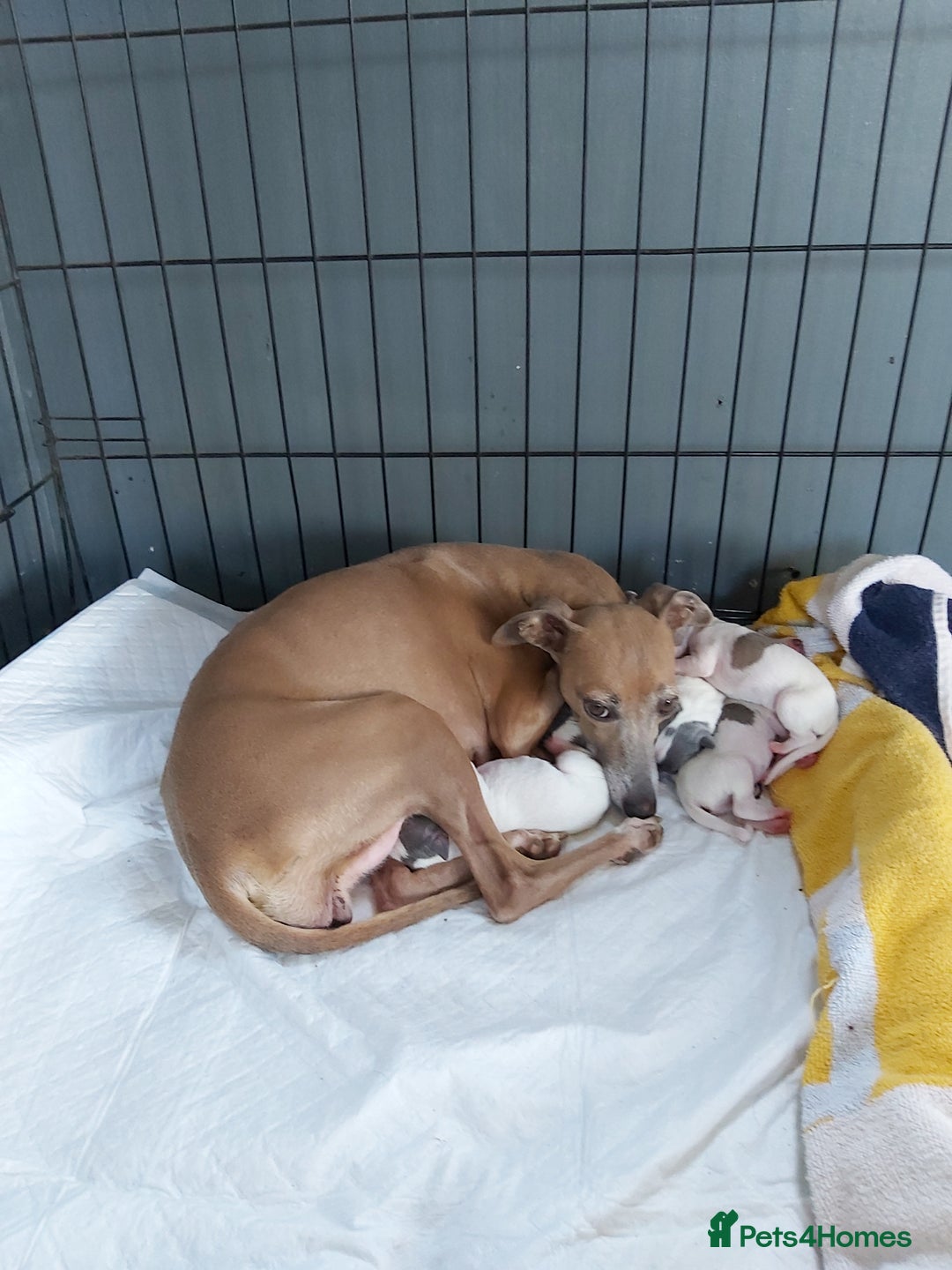 Italian Greyhound dogs for sale: SIX ITALIAN MALE PUPPIES AVAILABLE ✨ - Advert 8