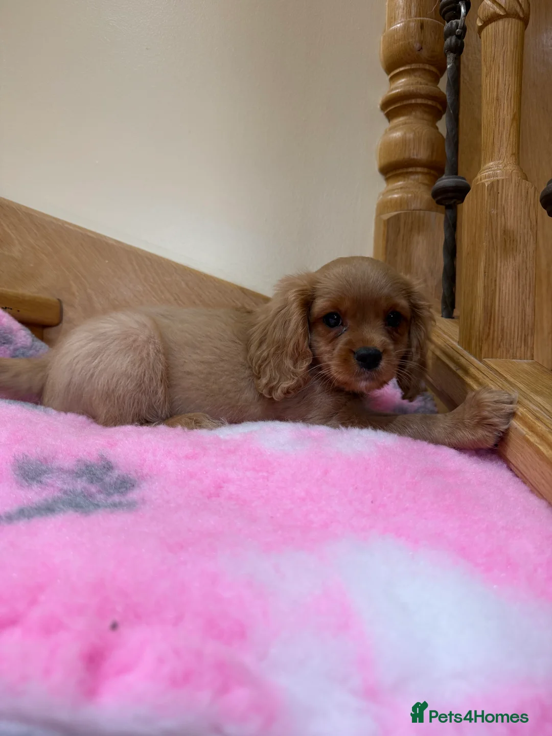 Cavapoochon dogs for sale: Cavapoochon - Advert 5