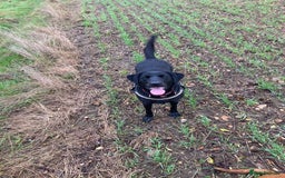 Labrador Retriever dogs for sale: 7 year old Black Labrador bitch (working lines) - Image 4