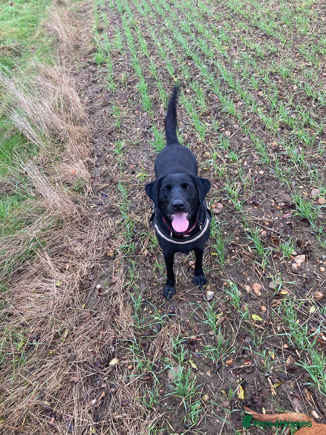 Labrador Retriever dogs for sale: 7 year old Black Labrador bitch (working lines) - Image 4