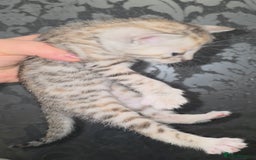 Bengal cats for sale: Bengal Cross Kittens - Image 7