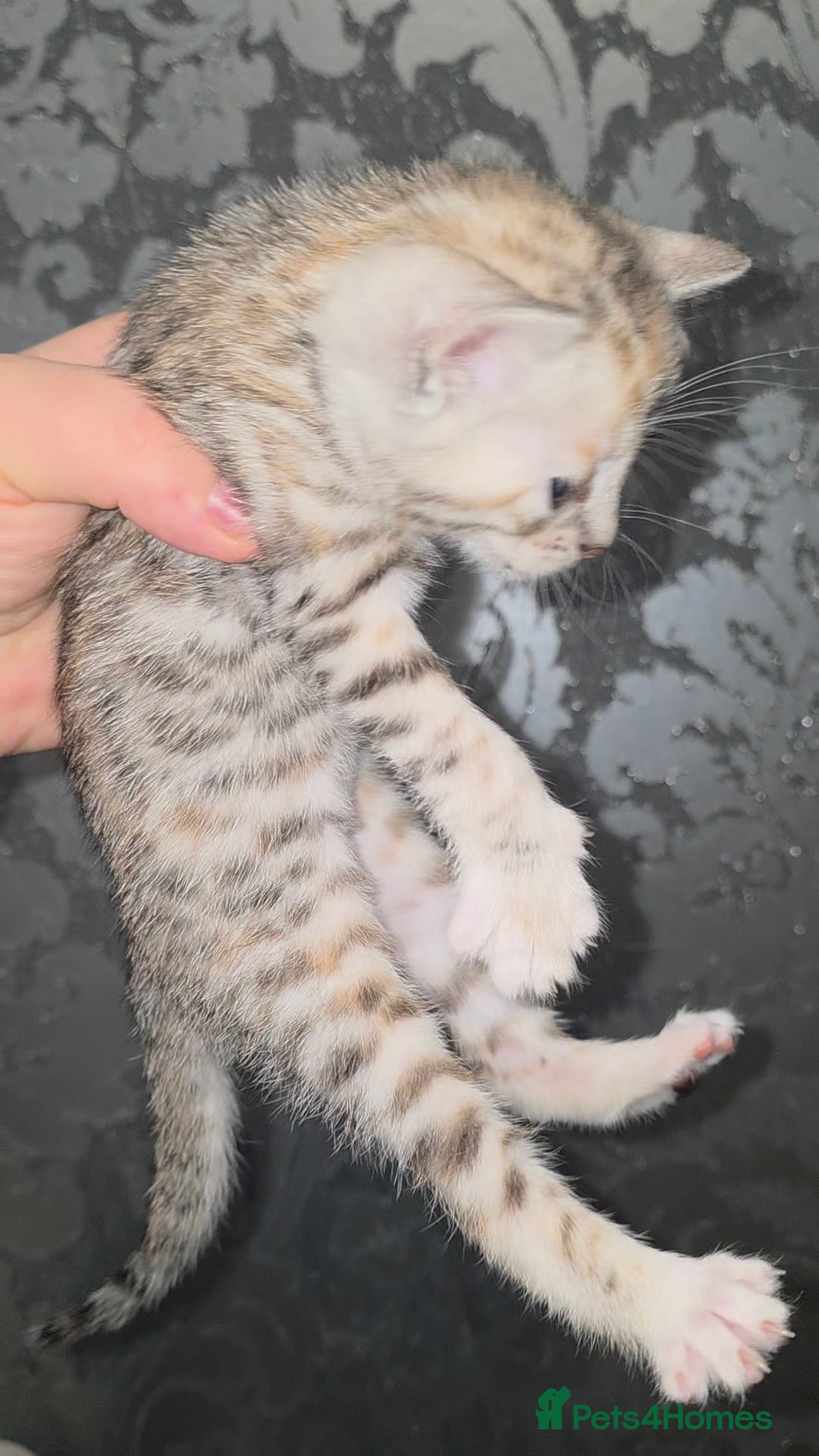 Bengal cats for sale: Bengal Cross Kittens - Image 7