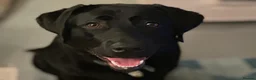 Labrador Retriever dogs for sale: Show Type Labrador Retriever Puppies in Bridgwater - Advert 2