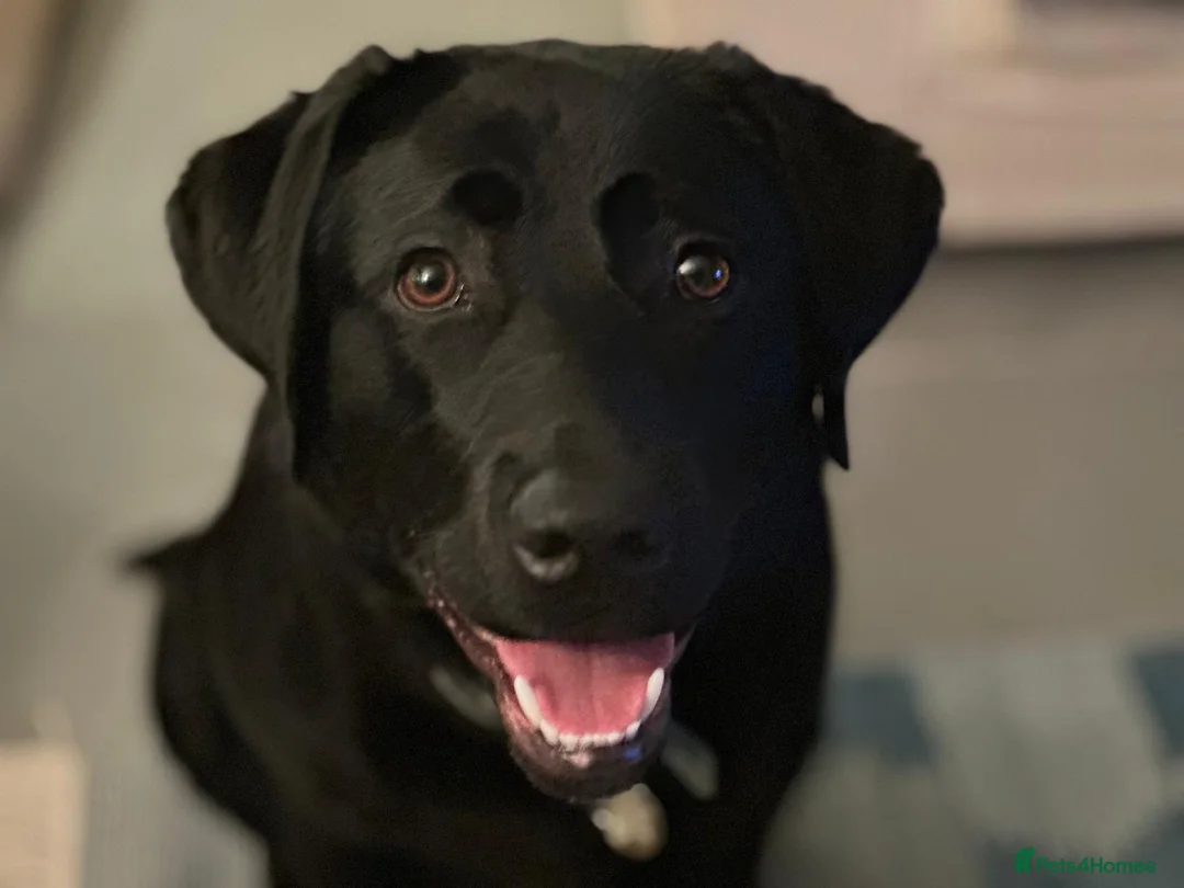Labrador Retriever dogs for sale: Show Type Labrador Retriever Puppies in Bridgwater - Advert 2