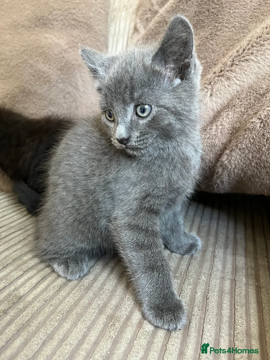 Mixed Breed cats for sale: Adorable Kittens for Sale - Advert 2