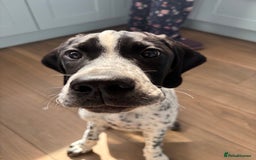 Pointer dogs for sale: ⭐️ 2 beautiful boys looking for forever homes⭐️ - Image 8