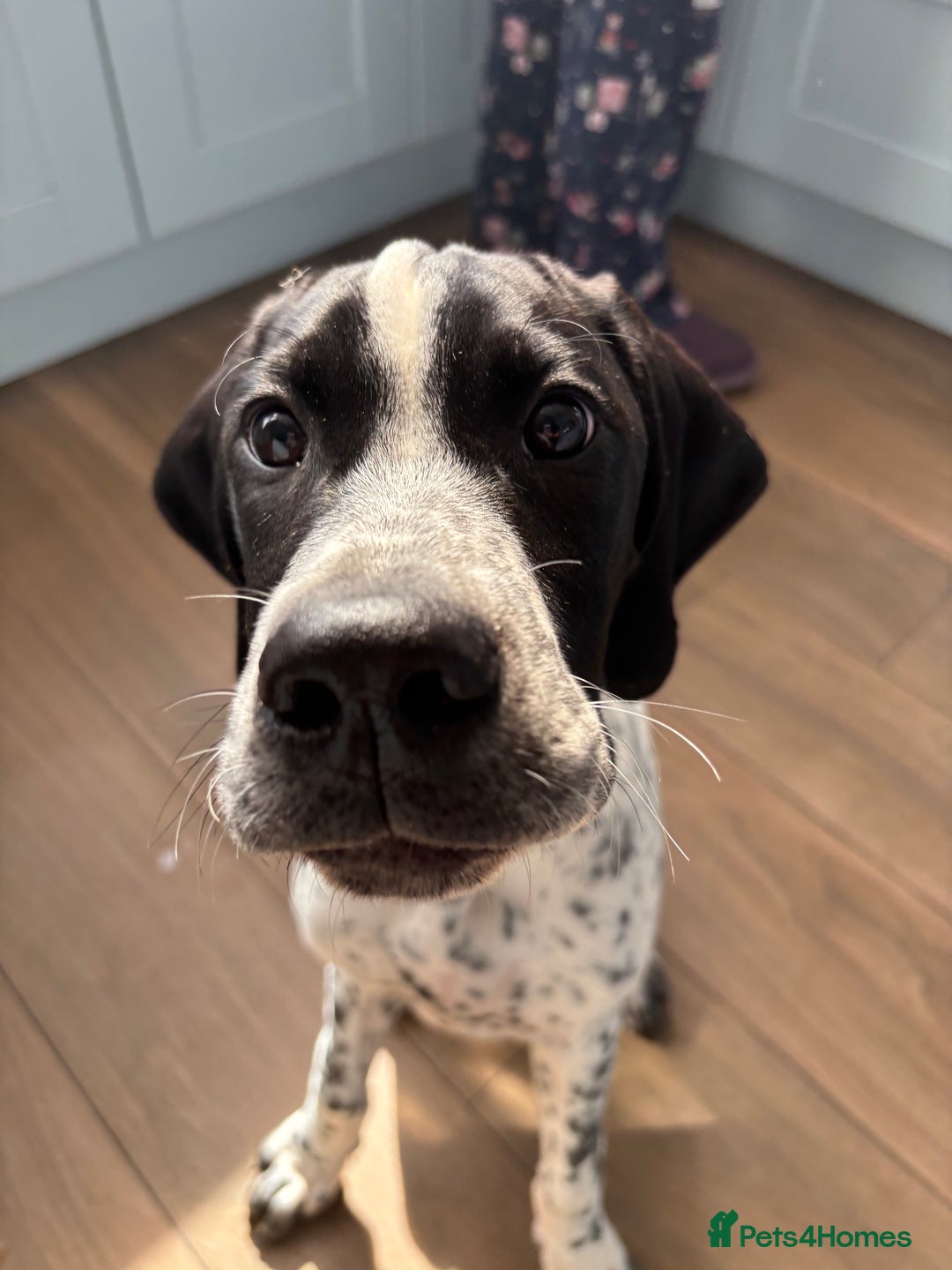 Pointer dogs for sale: ⭐️ 2 beautiful boys looking for forever homes⭐️ - Image 8