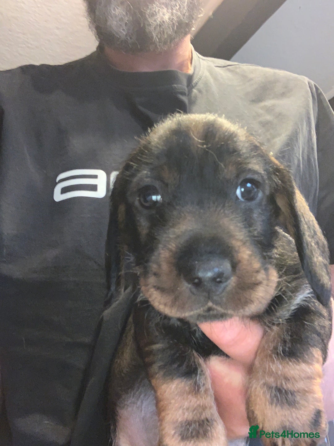 Dachshund dogs for sale: Standard wirehaired dachshund  - Advert 16