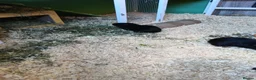 Guinea Pig rodents for sale: Male guineas in Hull - Advert 2