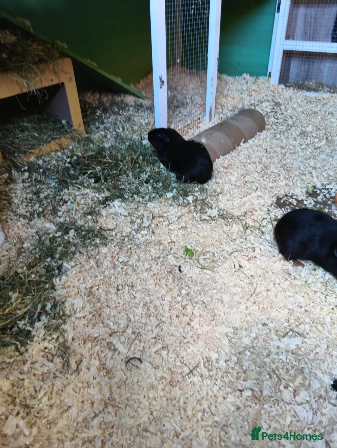Guinea Pig rodents for sale: Male guineas in Hull - Advert 2