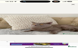 British Shorthair cats for sale: Beautiful rare lilac British shorthair kittens - Image 11