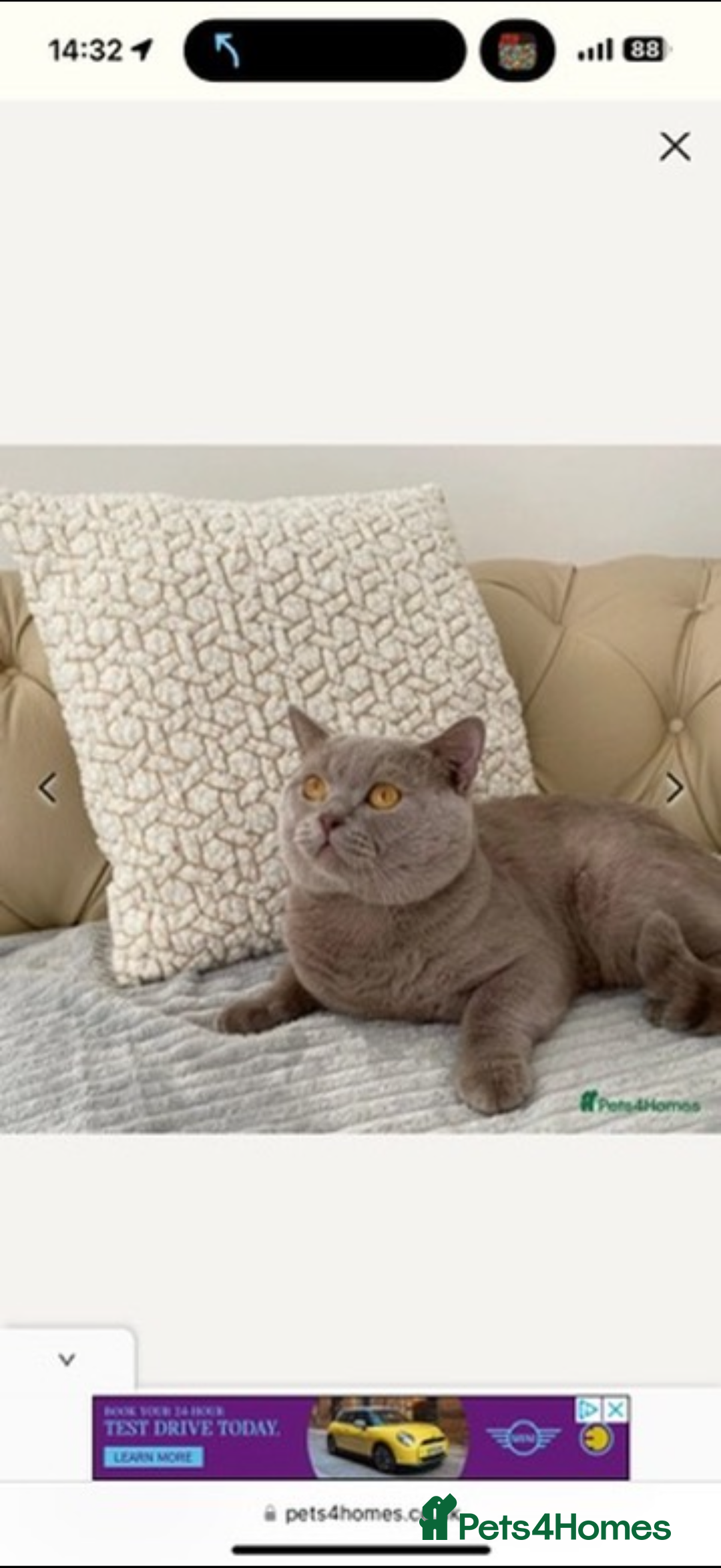 British Shorthair cats for sale: Beautiful rare lilac British shorthair kittens - Image 11