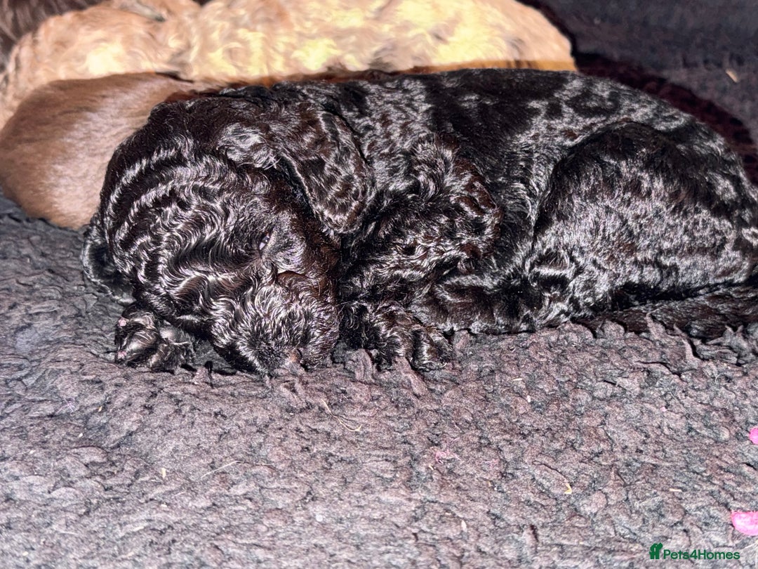 Cockapoo dogs for sale: Stunning Merle cockapoos - Image 17