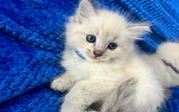 Siberian cats for sale: 🩵🩵Stunning Siberian Neva Masquerade Babies🩵🩵 - Image 15